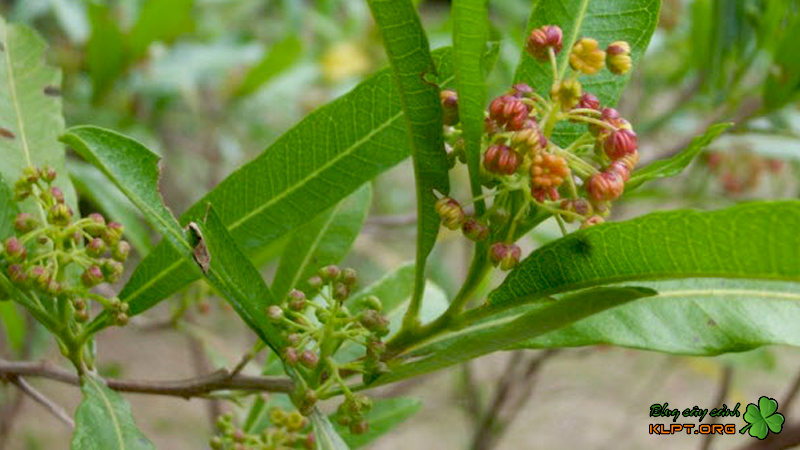 bo-phan-dung-va-tinh-vi-cua-cay-ru-ri-klpt