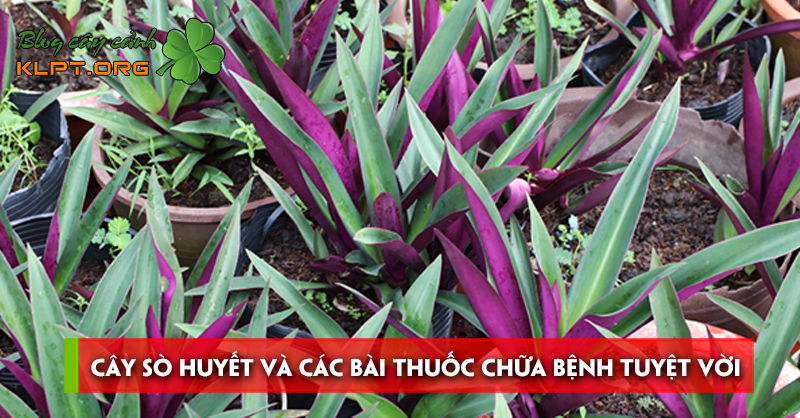 cay-so-huyet-va-cac-bai-thuoc-chua-benh-tuyet-voi