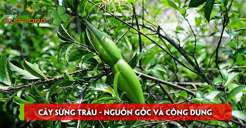 cay-sung-trau-nguon-goc-va-cong-dung-trong-doi-song