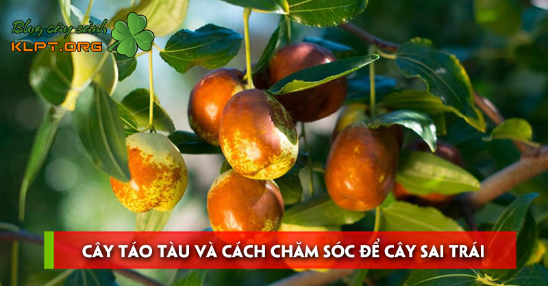 cay-tao-tau-va-cach-cham-soc-de-cay-sai-trai