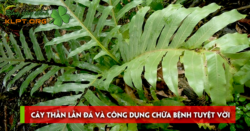 cay-than-lan-da-va-cong-dung-chua-benh-tuyet-voi