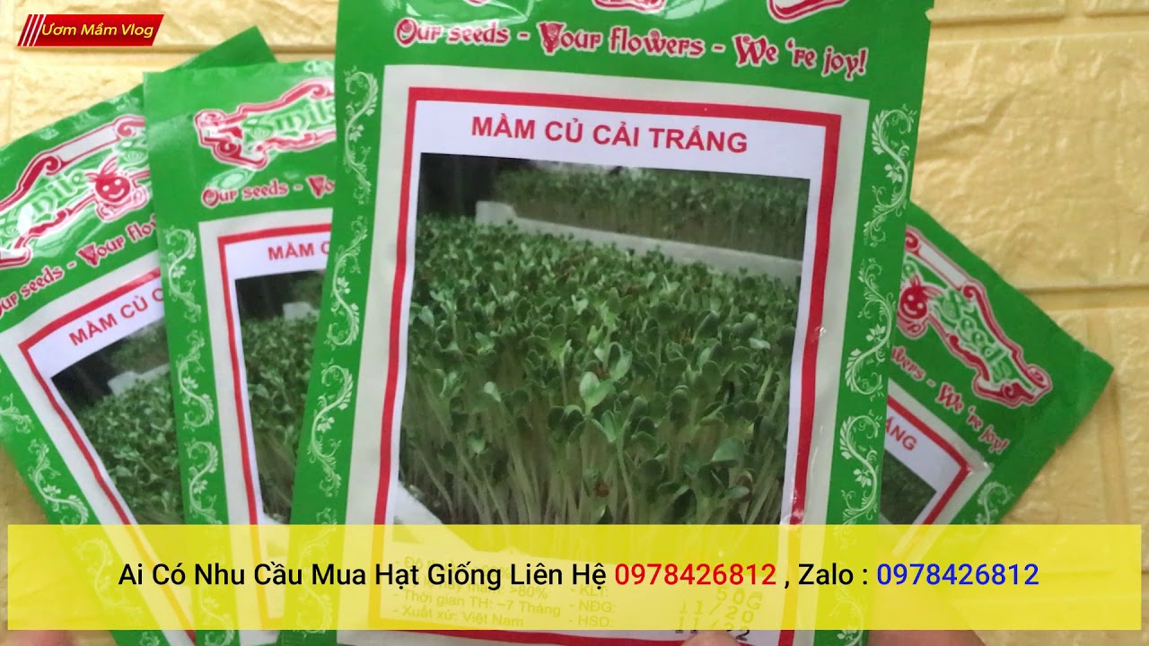 hạt giống mầm củ cải trắng