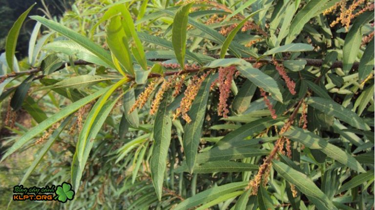 Hoa Rù Rì Cây Rù Rì - Rì Rì: đặc điểm và công dụng chữa bệnh bất ngờ | Blog klpt