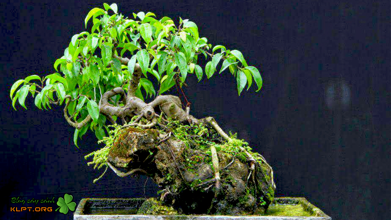 nhung-luu-y-khi-tao-dang-bonsai-klpt