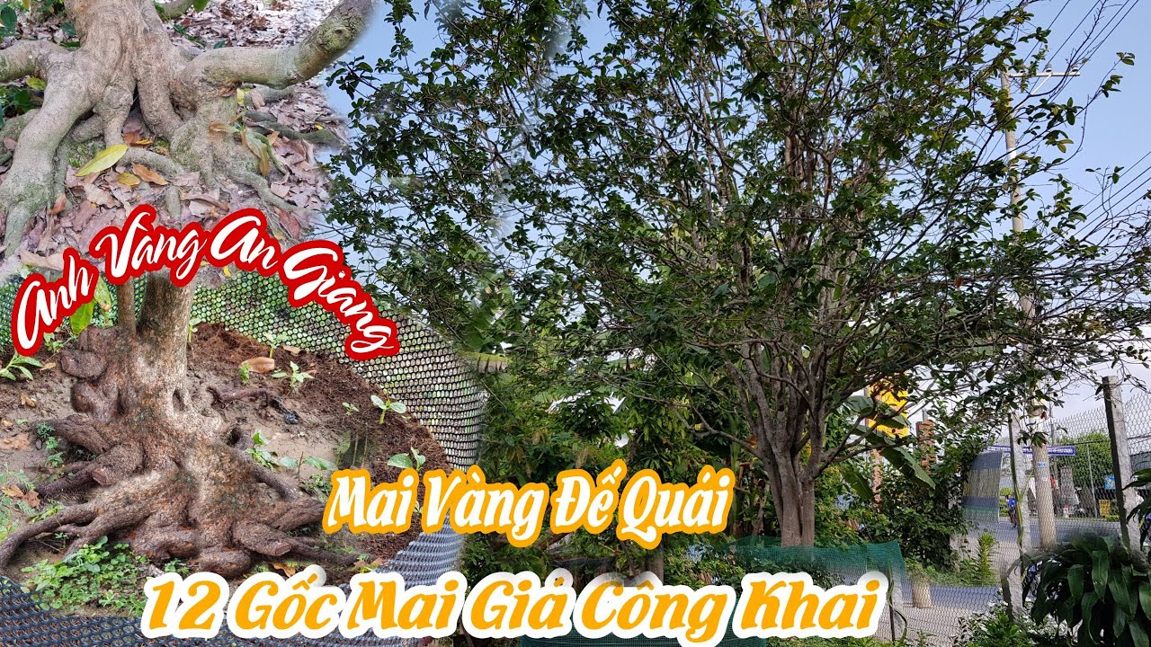 12 Gốc mai vàng đế đẹp tàng đều của anh VÀNG ở An Giang 0706456456