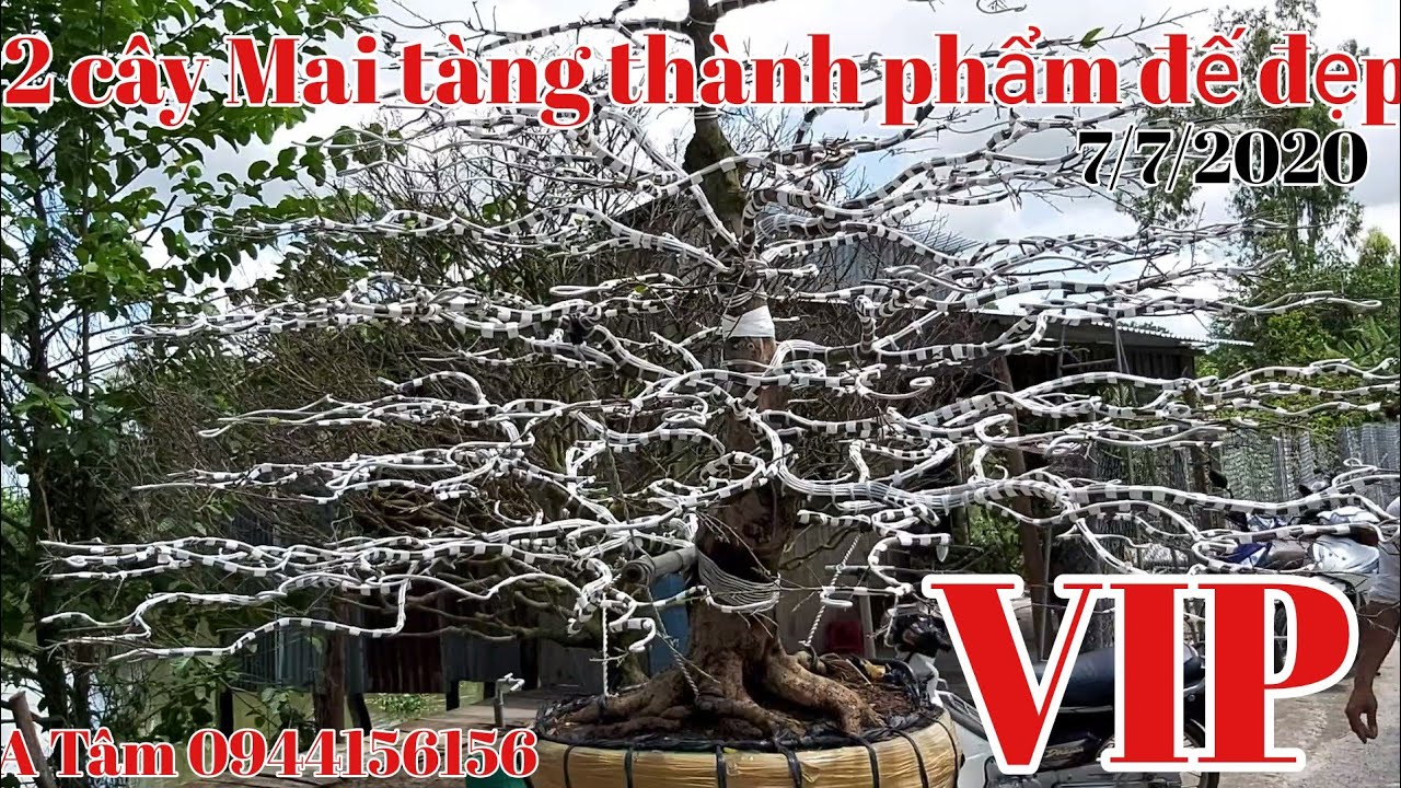 2 Cây Mai Thành phẩm đế ,tàng quá đẹp gặp A Tâm 0944156156 tại Đồng tháp 7/7/2020