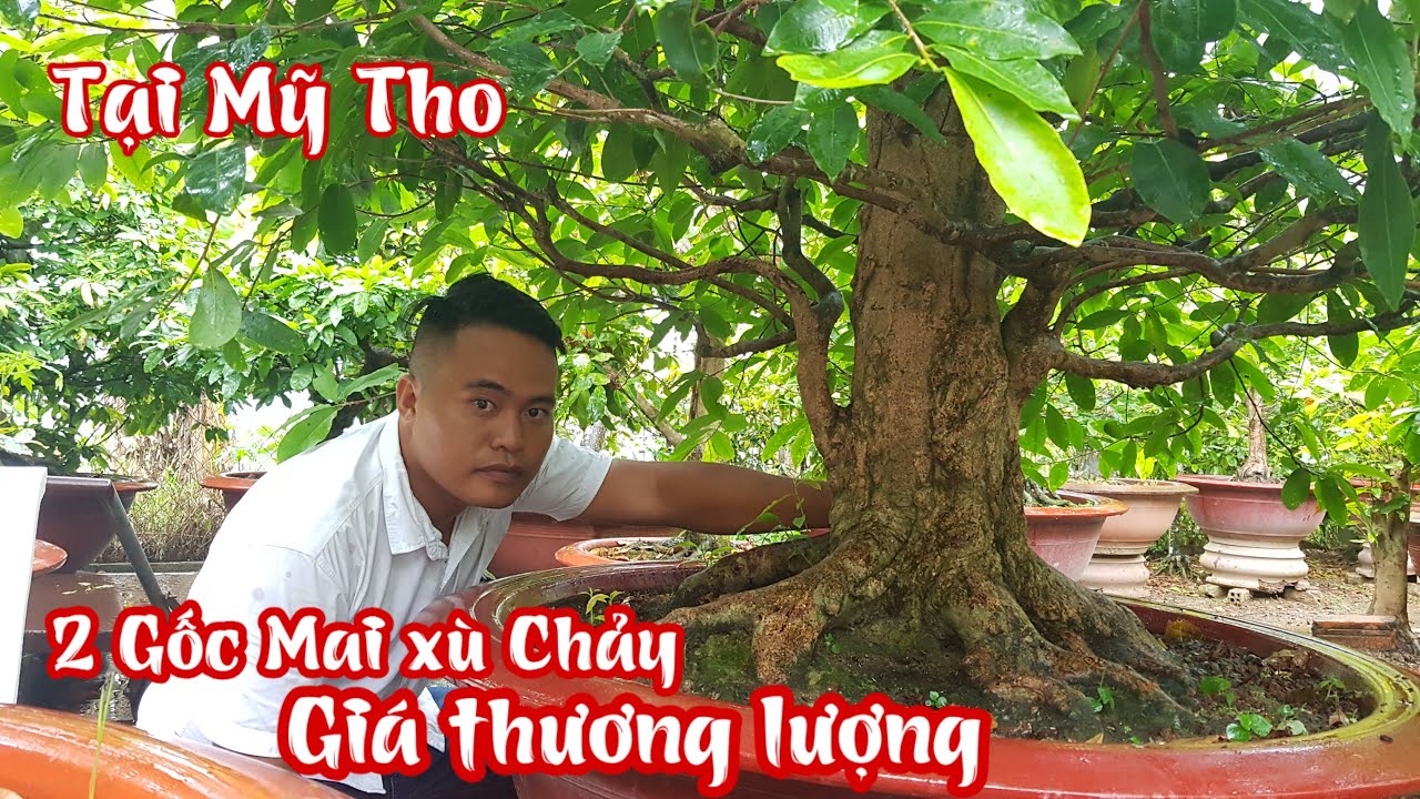 2 gốc mai xù chảy của chú 8 ở Mỹ Tho đang rao bán giá cả thương lương