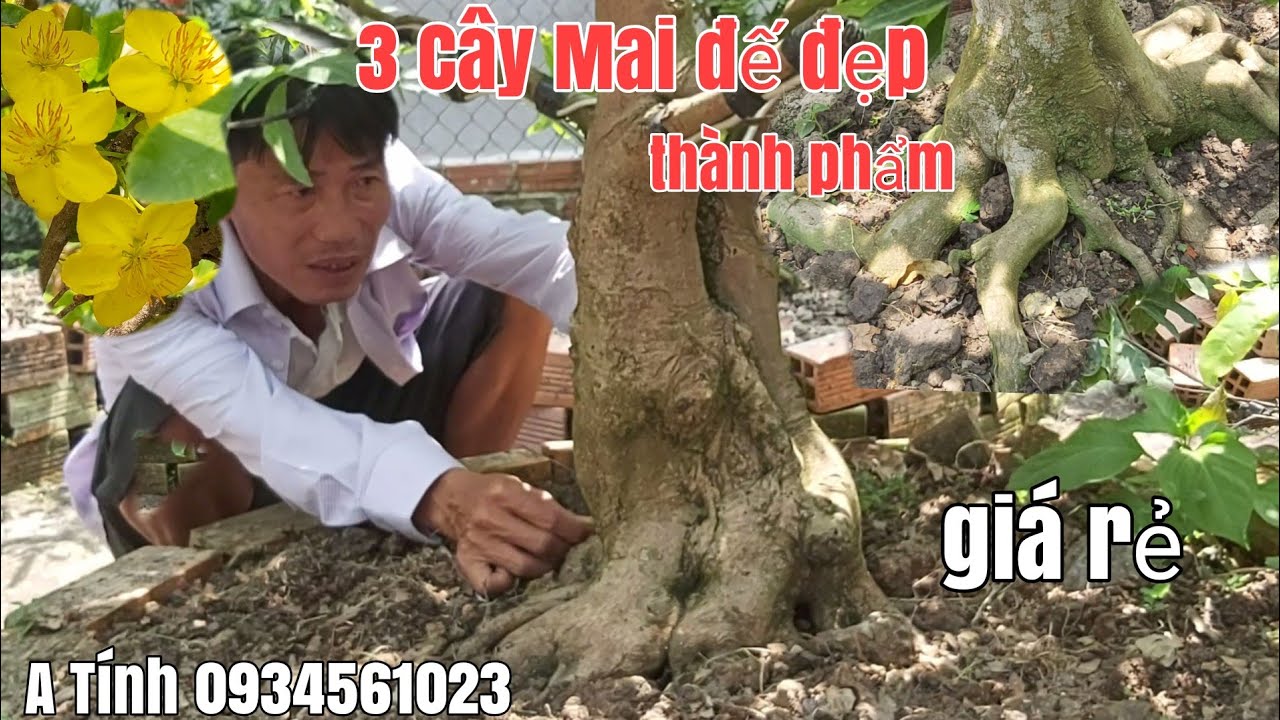 3 Cây Mai củ đặc siêu đẹp thành phẩm bông đẹp gặp A Tính  0934561023 Hậu Giang