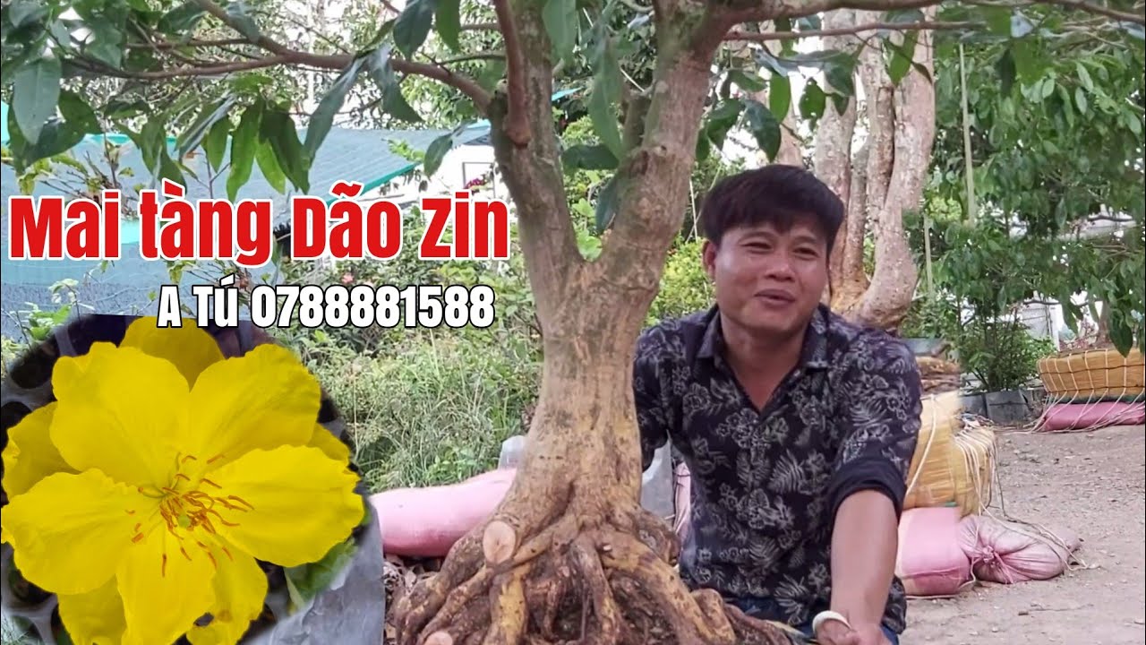 4 Cây Mai tàng giá hữu nghị để đẹp gặp A Tú 0788881588 Hậu Giang