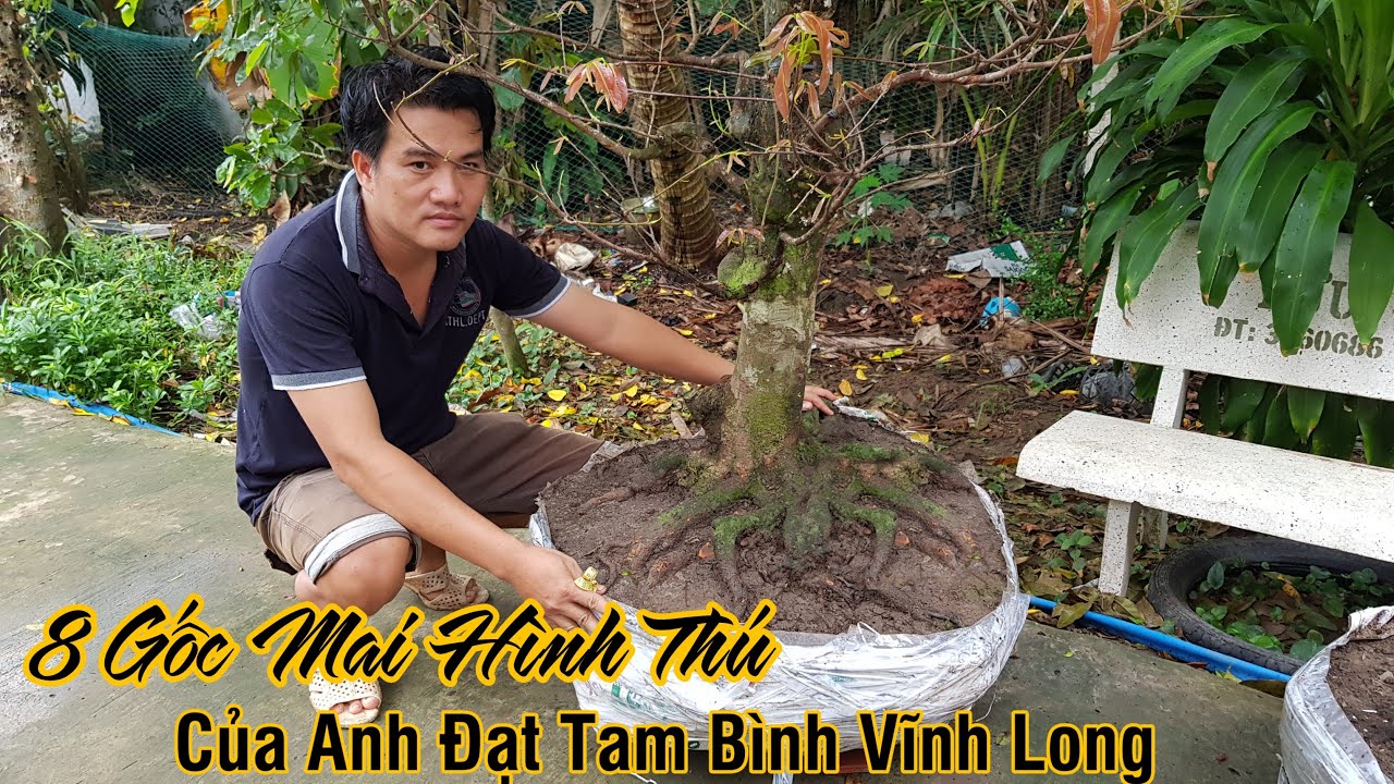 8 gốc mai giảo nguyên thủy đế đẹp của anh Đặt ở Tam Bình Vĩnh Long 0783709543