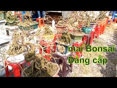 Ai thích Mai Bonsai Thì vào xem nào - Bonsai Binh Dinh