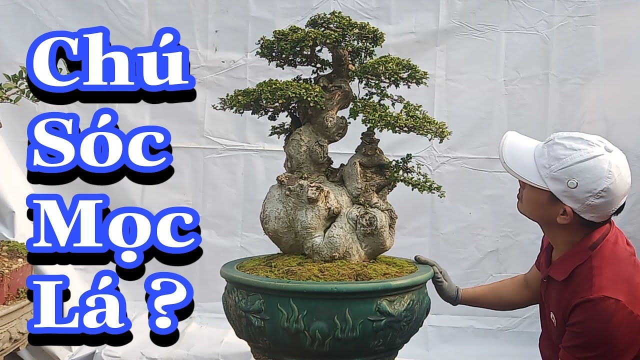 ✅Bạn sẽ bị phê toàn tập khi xem cây cảnh bonsai này(Mr.Đại 0967828345)✔️BShp