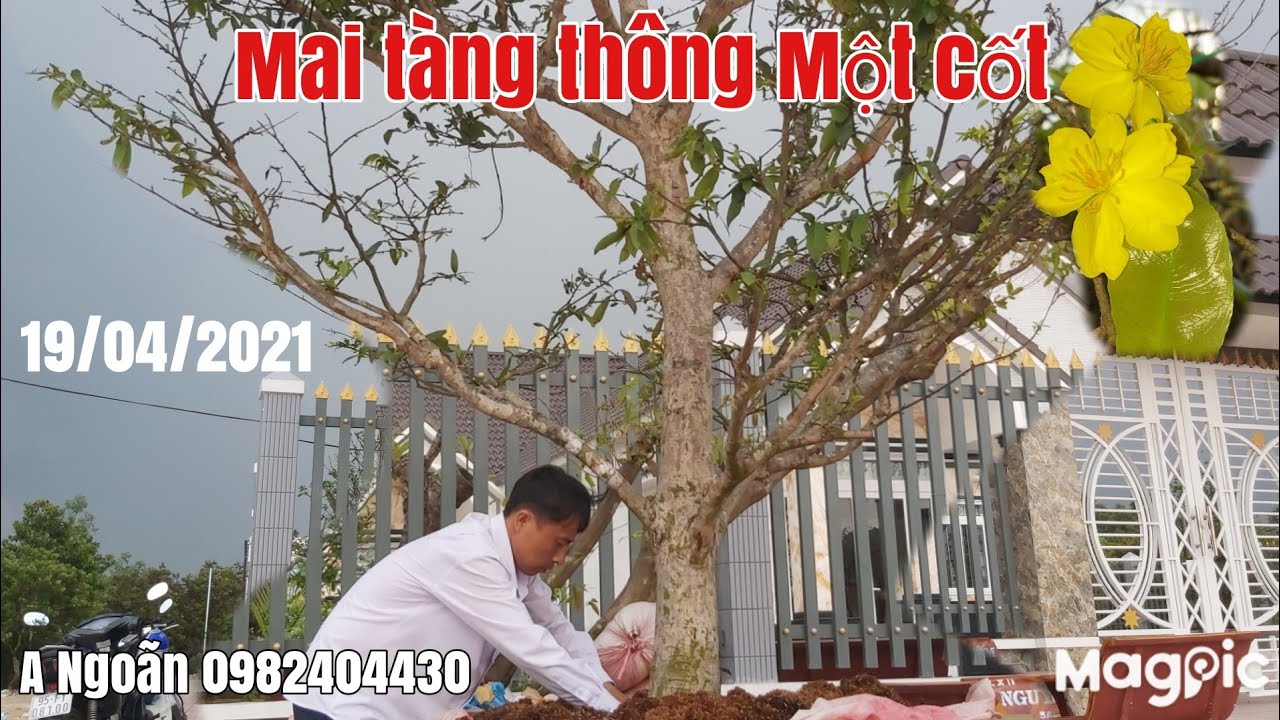 Báo giá Cây Mai tàng một cốt đẹp gặp A Ngoãn 0982404430 Phụng Hiệp Hậu Giang