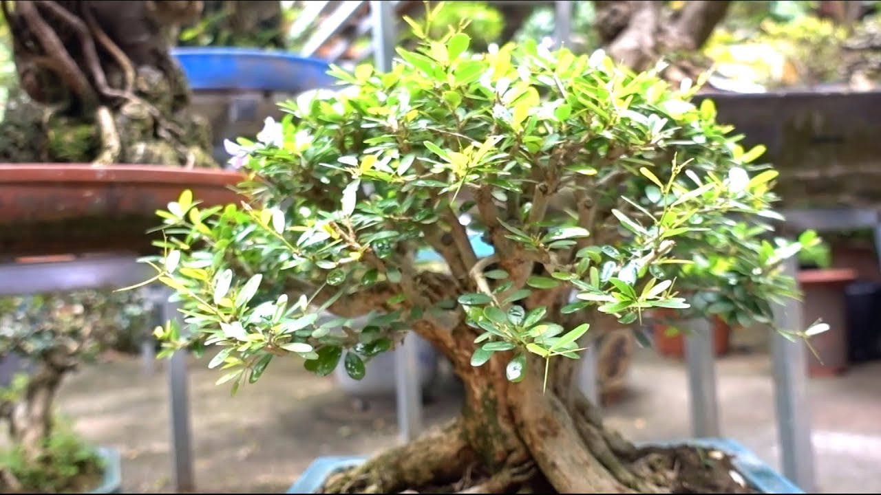 Báo giá hàng mới về đẹp lung linh, si, sanh, mai chiếu thủy, linh sam, trang, sam. Bonsai trees