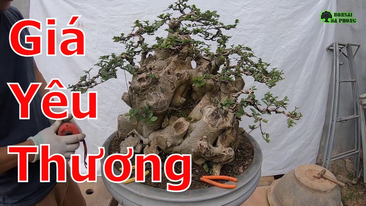 Báo giá lô bonsai giá yêu thương cho ae-BShp(A Đại 0967828345)