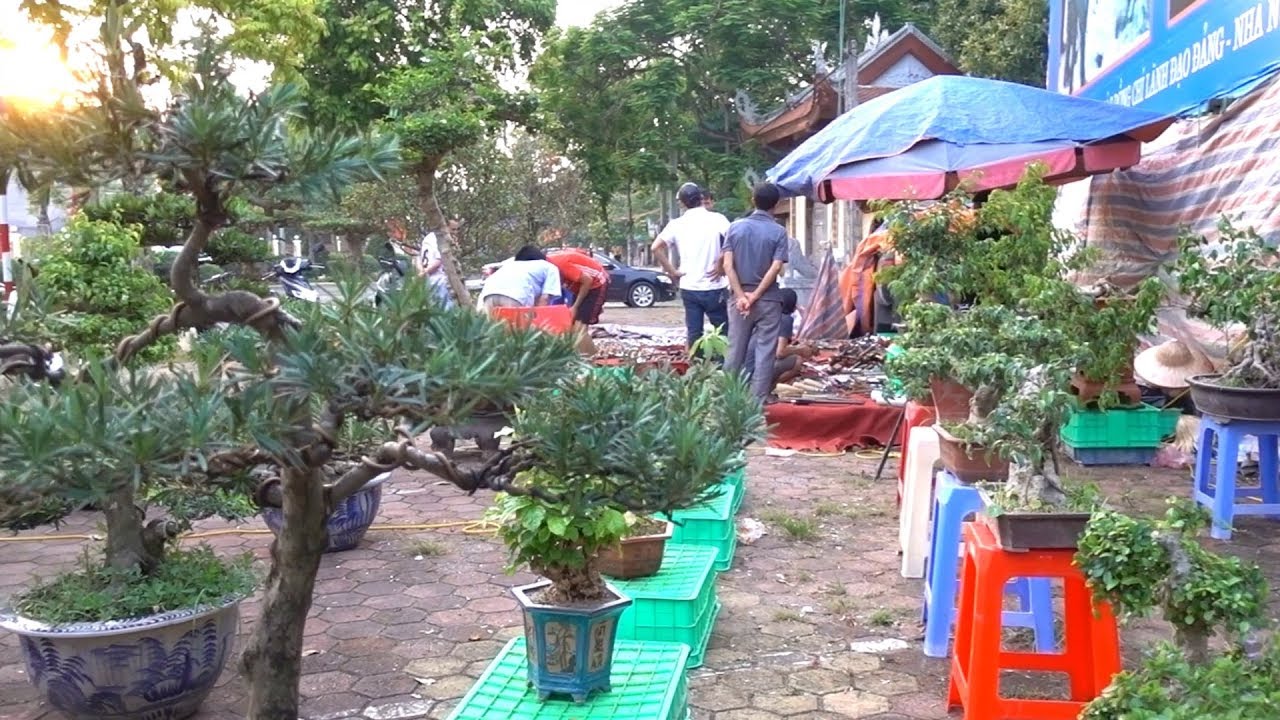 Báo giá loạt cây từ Bonsai đến Khủng RẺ ở ngoài trển lãm CC Thạch Thất, bonsai market in Thach That