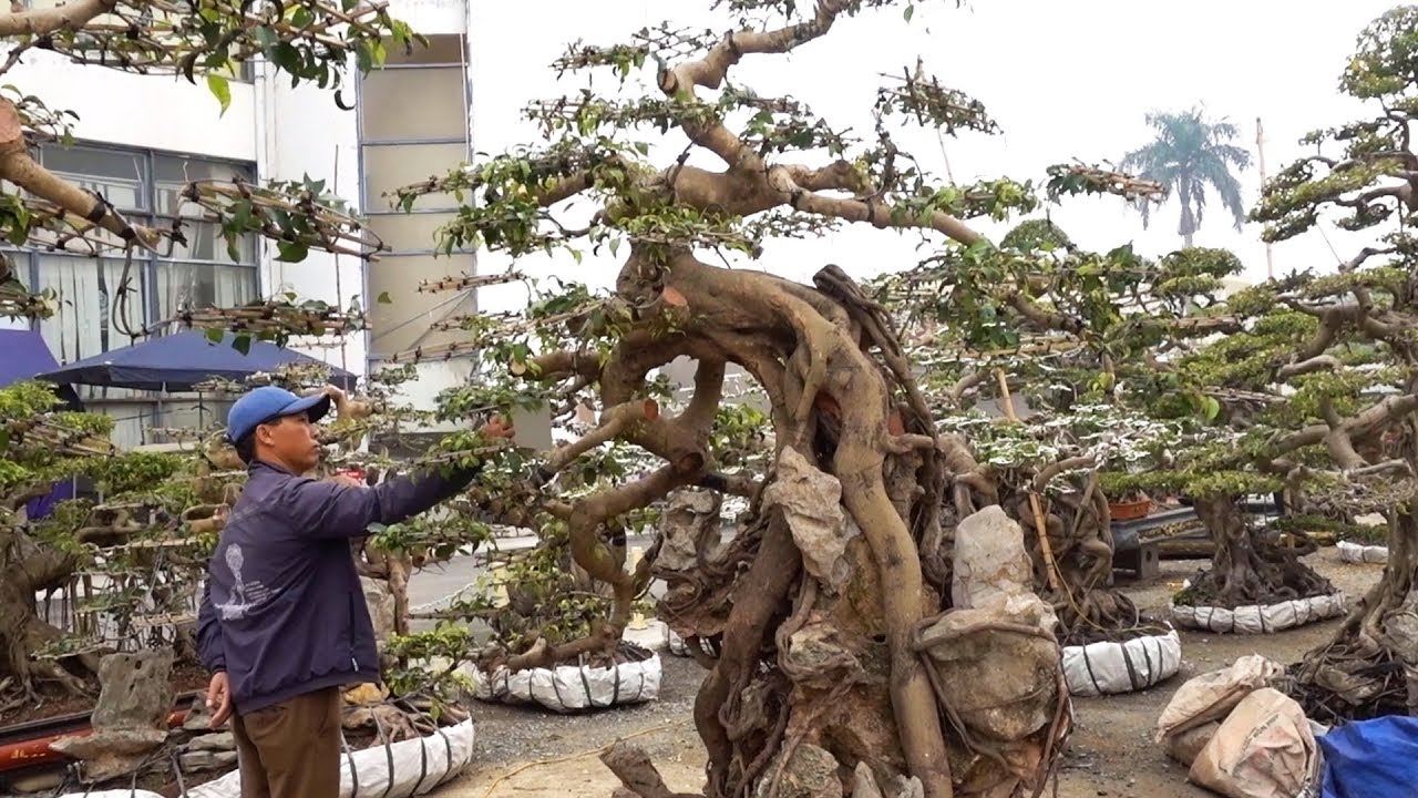 Báo giá loạt hàng khủng. Super bonsai, beautiful bonsai