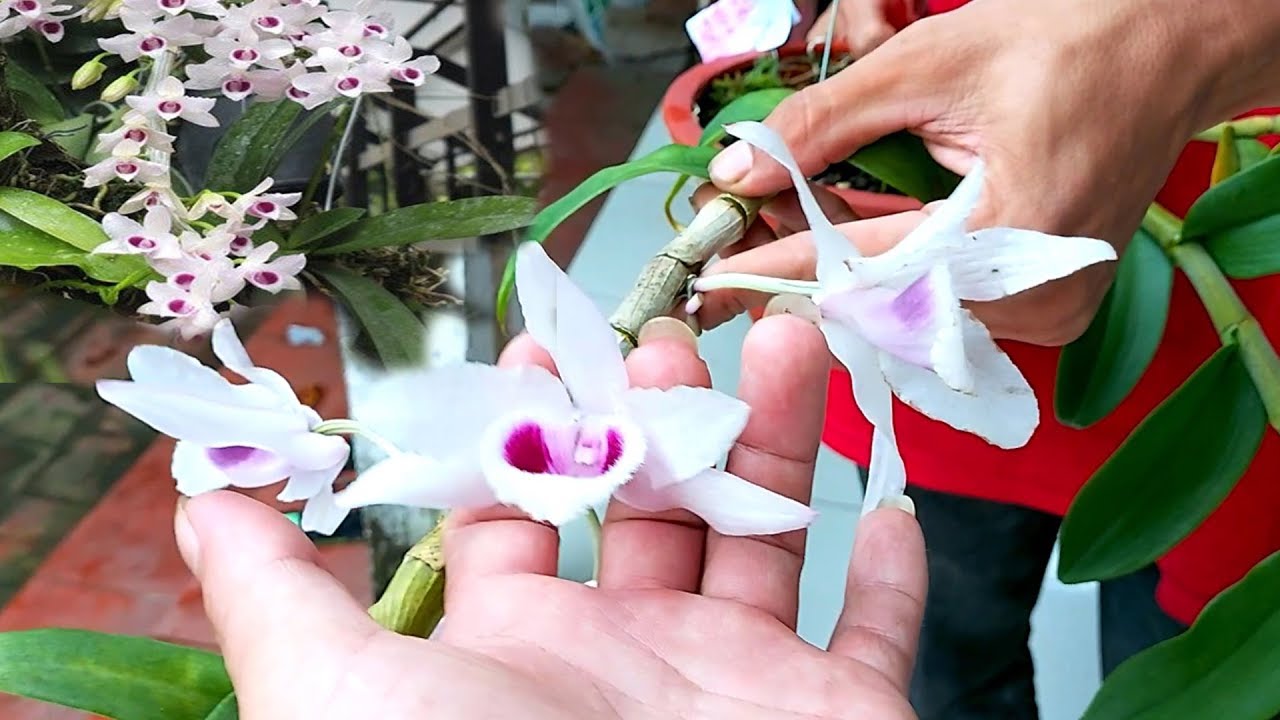 Báo giá tất cả các loại Lan quý hiếm hợp lý, lan phi điệp  - Beautiful orchids