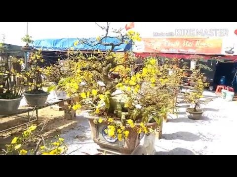 Bất ngờ trước những cây Mai Cúc quá đỉnh - Bonsai Binh Dinh