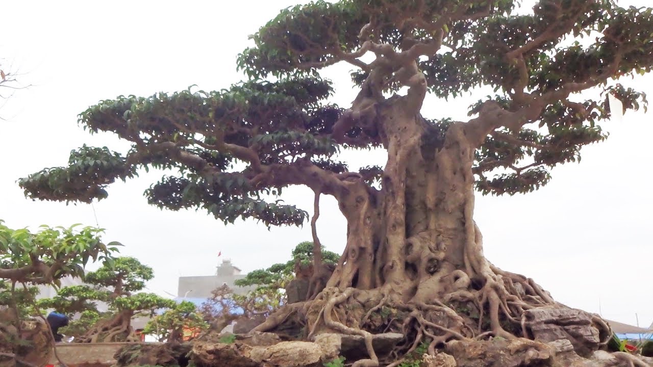 Bình luận siêu cây 7 tỷ của Dũng Trinh Việt Trì, dàn cây nhiều tỷ của công ty Đa Liên - super bonsai