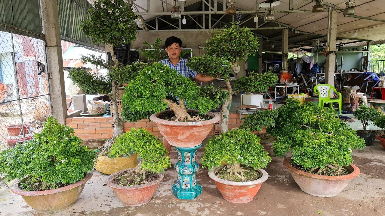 Bonsai TP Nguyệt Quế, Sam, Trang, Chiếu Thủy 09/11 🔔 O898 997764 Th Triệu