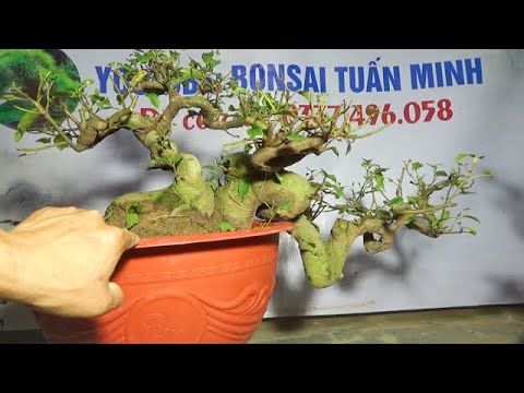 Bonsai VIP : Sung, Sanh, Vọng cách, ngày 6/3, ĐT: 0337496058