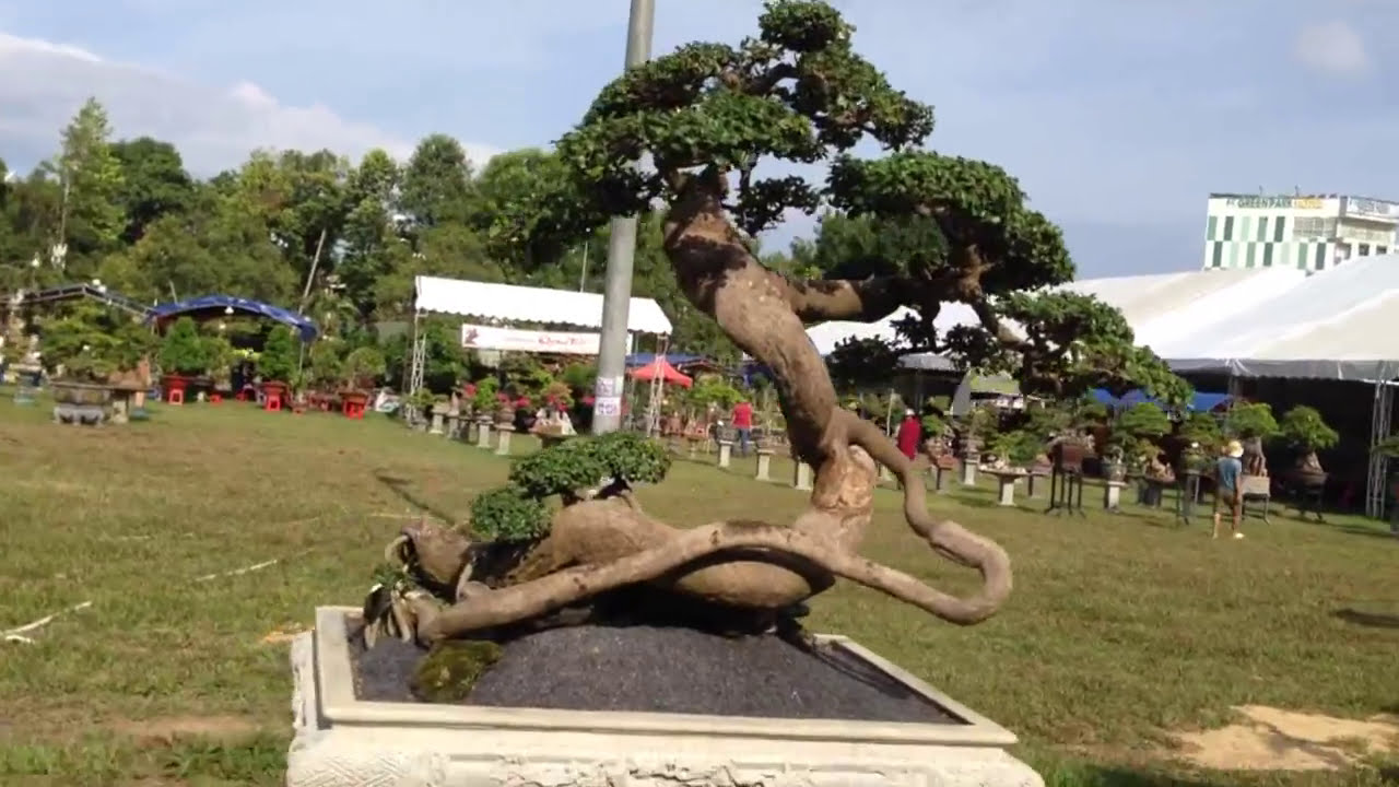 Bonsai tree - Tác  phẩm dúi khá ấn tượng - BONSAI BINH DINH