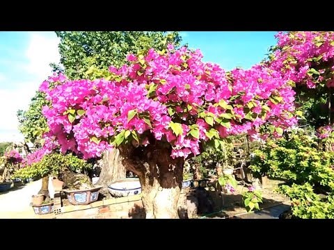 Bougainvillea Bonsai the most beautiful world, Bông Giấy  Tuyển Chọn - Bonsai Binh Dinh