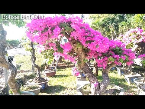 Bouganvillea very beautifull, SIÊU HOA GIẤY - Bonsai Binh Dinh