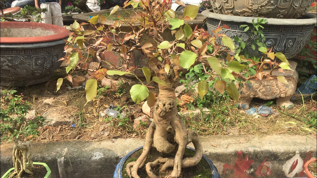 CẢ HAI BÁC CÙNG MUỐN MUA CÂY BỒ ĐỀ BÚP ĐỎ BONSAI CỦA TRUNG RÂU - THẬT KHÓ XỬ