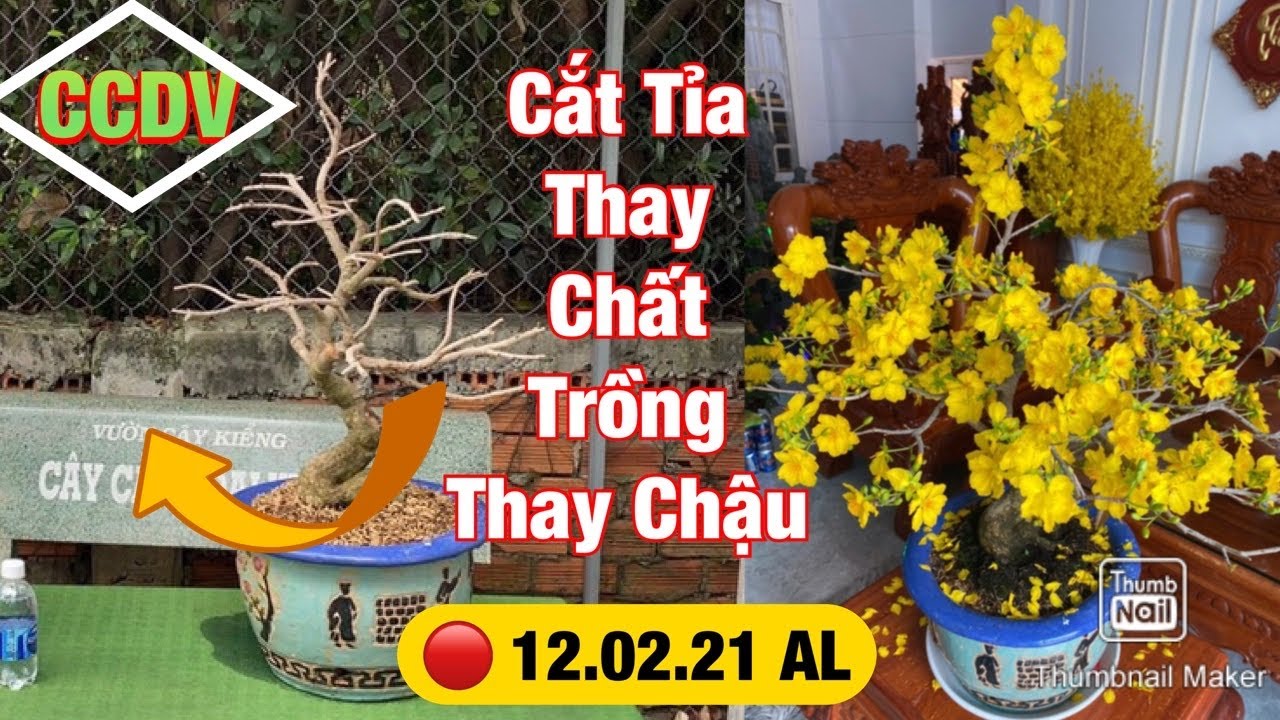 🔴 CCDV # 127. Cách Xử Lý Cây Mai Vàng Sau Tết | Cắt Tỉa Nhánh Rễ - Chất Trồng ||CCDV. 23.02.2021