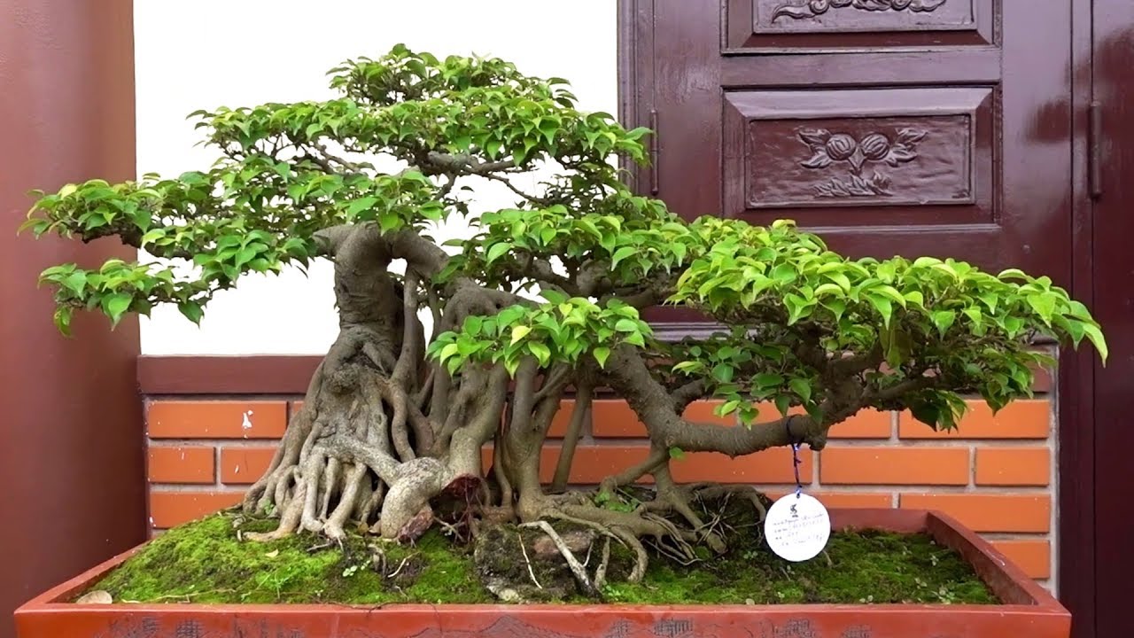 Các em gái nhật, gái quê làm mê mẩn lòng người - Japanese bonsai in Vietnam