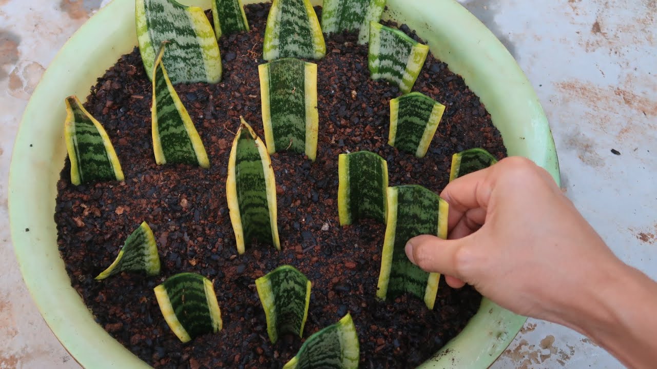 Cách Trồng Lưỡi Hổ Nhanh Nhất - Grow Snake Plant By Leaf Cuttings