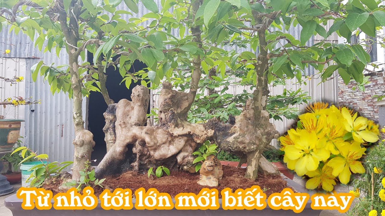 Cặp mai táng thiên nhiên giá rẻ của anh Tâm ở Cao Lãnh Đồng Tháp 0901068639