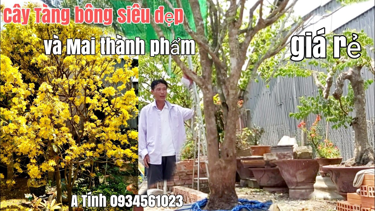 Cây Mai hoành lớn và những cây Mai thành phẩm, phôi giá hữu nghị gặp A Tính 0934561023 Hậu Giang