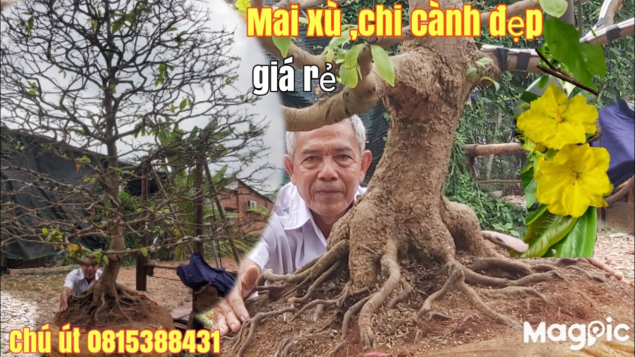 Cây Mai xù, đế thú chi cành đẹp , một cốt lực giá hữu nghị gặp Chú Út 0815388431