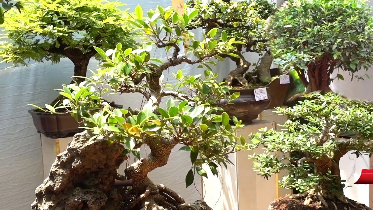 Cây trưng bày và tiểu cảnh đẹp lung linh giá hợp lý - selling beautiful bonsai trees