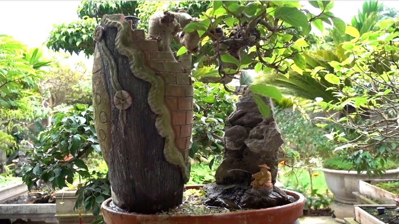 Cây xin được khéo chỉnh sửa cũng thành tác phẩm đẹp - cheap and beautiful bonsai trees