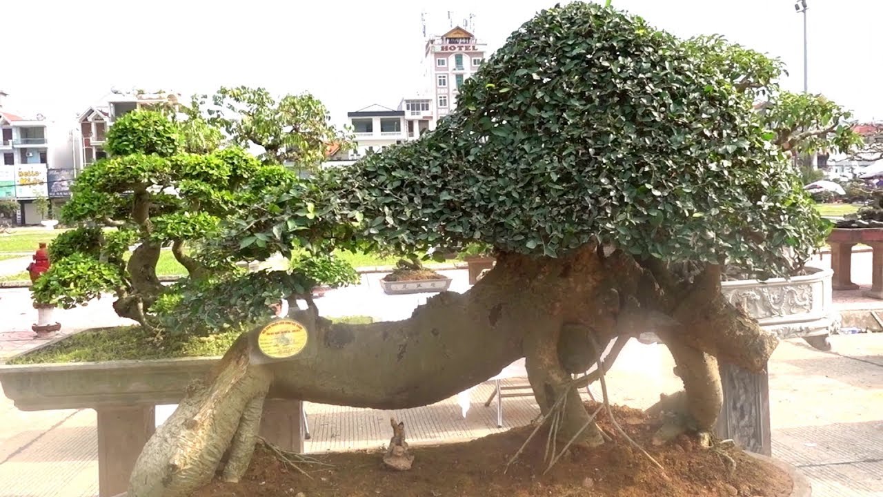 Chọn lọc những cây duối quái, lạ nhất triển lãm - strange shapes bonsai and beautiful bonsai