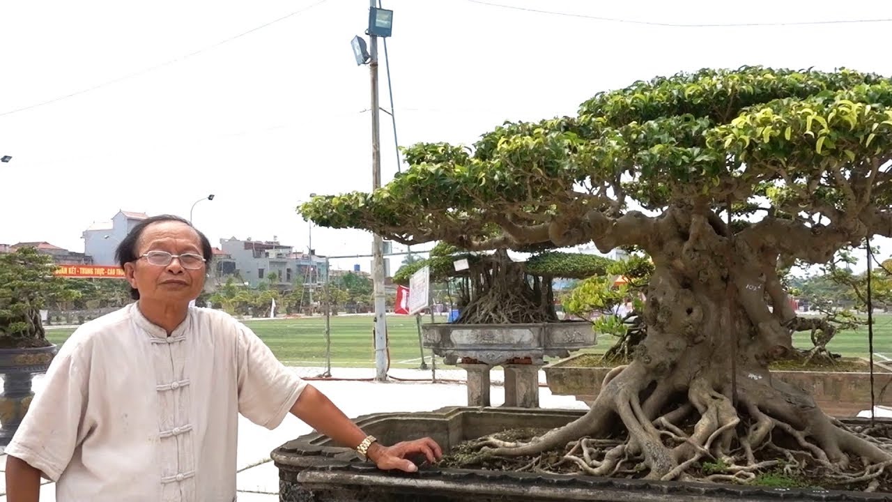Chủ nhiệm CLB cây cảnh nói về cây đẳng cấp và kỹ thuật tạo lu cục - bonsai in Hai Son bonsai club