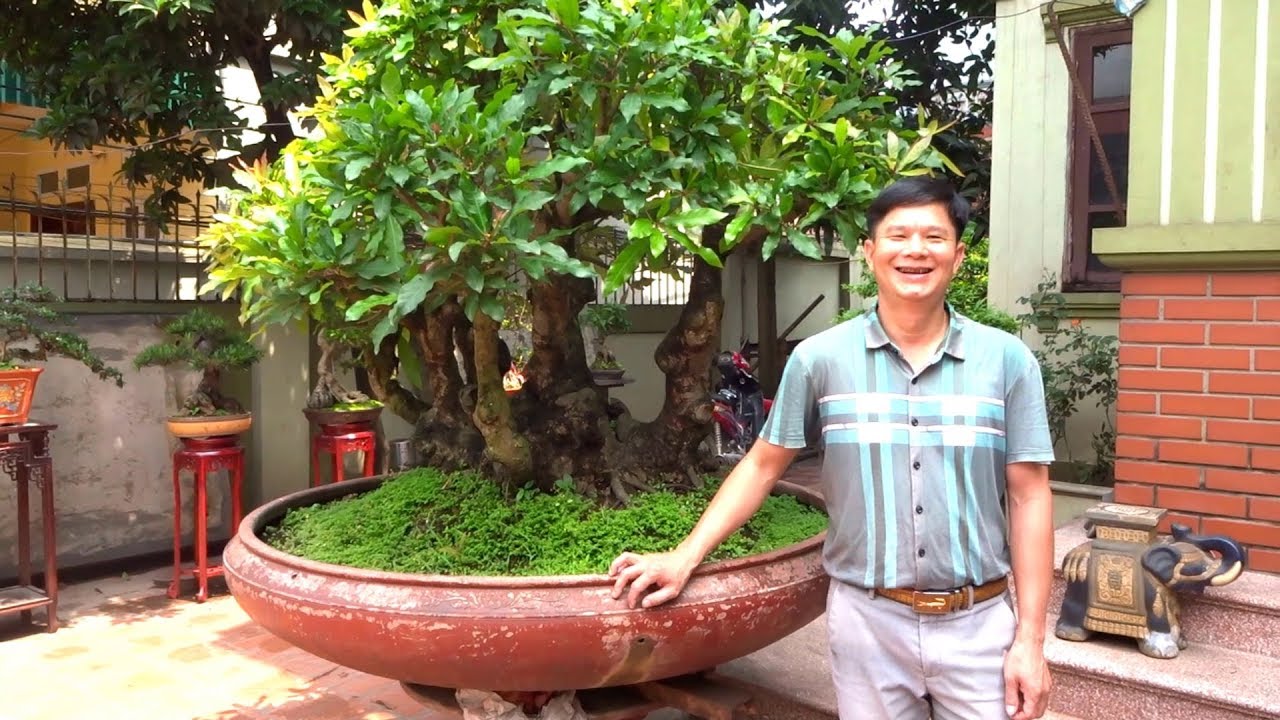 Chủ xưởng thép rất mê cây cảnh - beautiful bonsai in Mr Hop's house