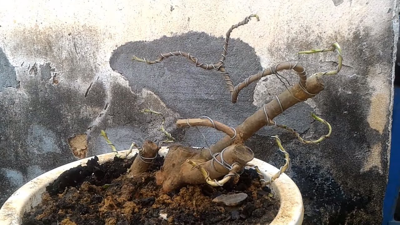 Đào cây cuối tuần - Cách chơi Bonsai 0 đồng