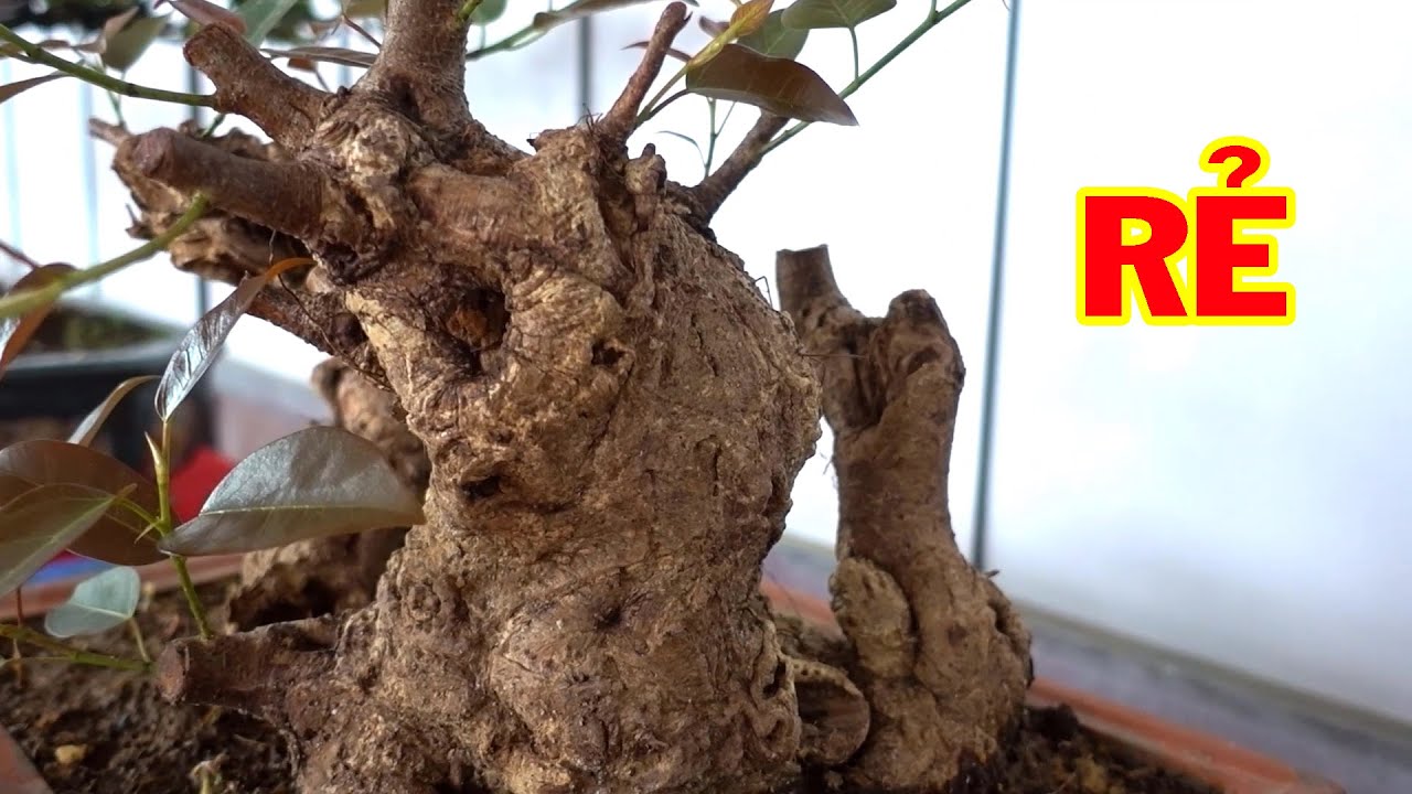 Đầu tư vào cây này tương lai mới thêm tiền - cheap bonsai trees