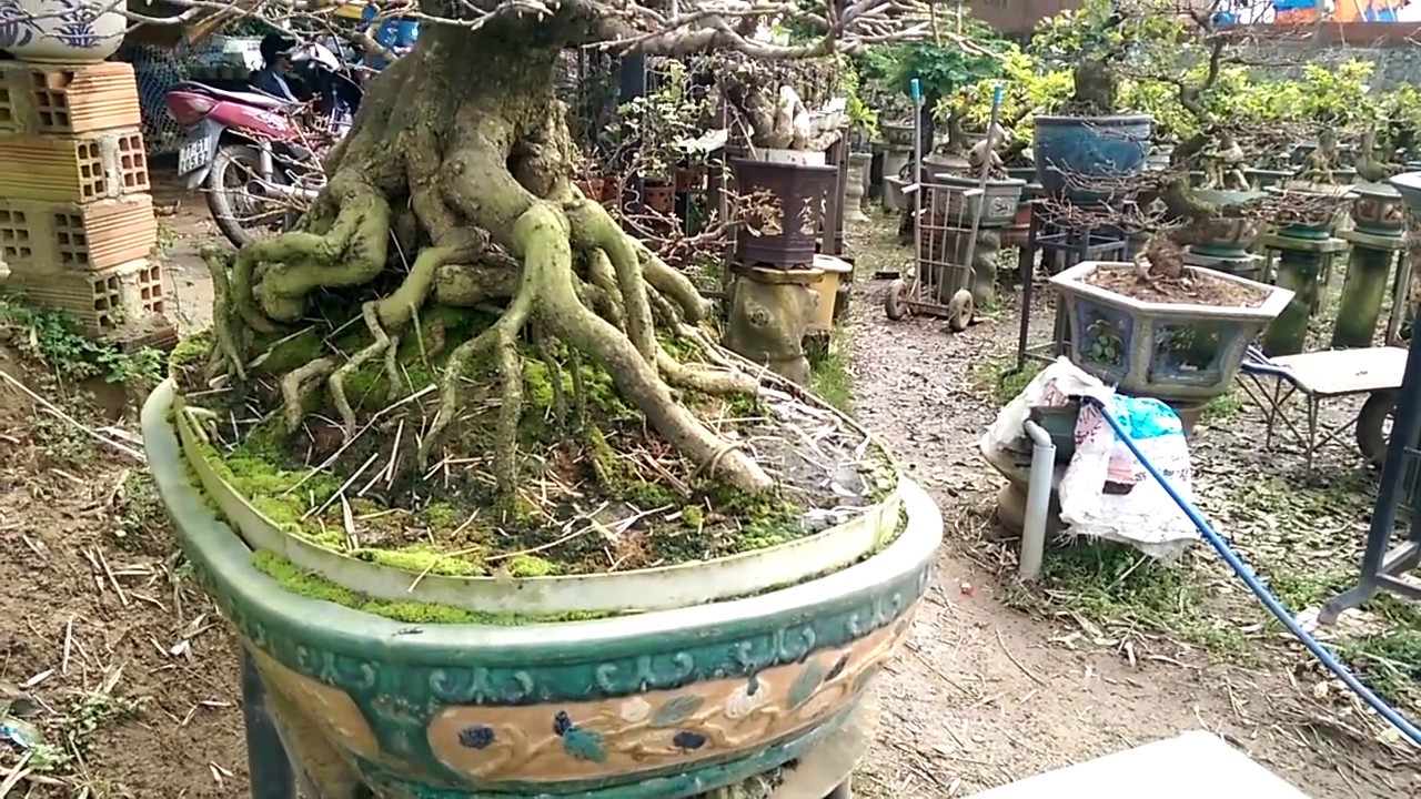 Đỉnh cao Mai Bình Định đây - Bonsai Binh Dinh