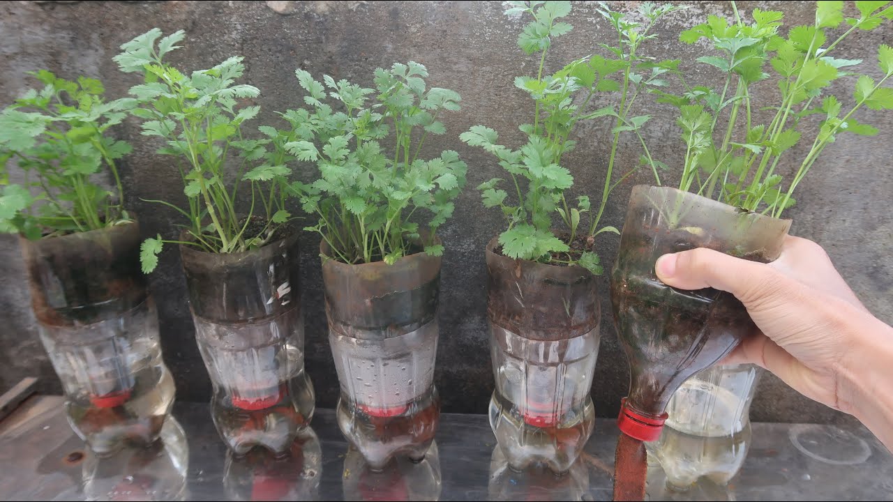 Độc đáo làm hệ thống trồng ngò không cần tưới - Grow cilantro without watering