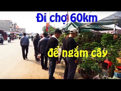 Đội rét vượt 60 km để đi chợ , không mua cũng không bán, chỉ để ngắm cây cảnh.