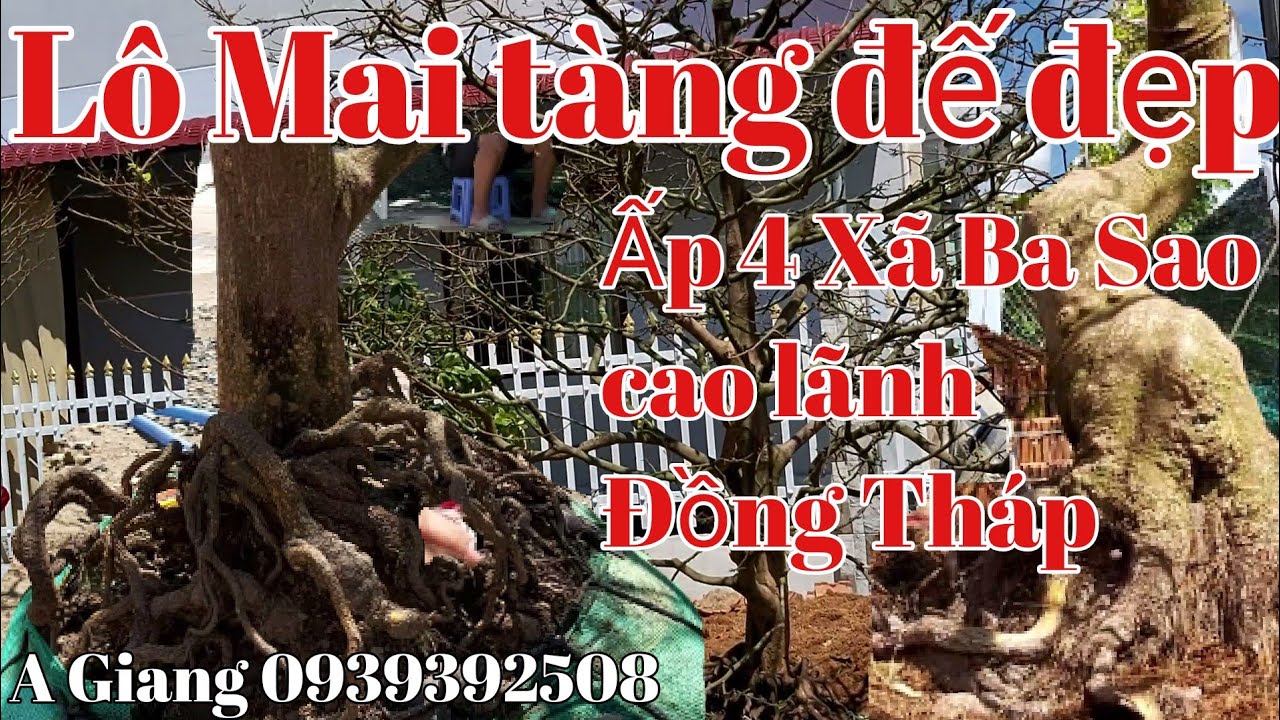 Giao lưu lô mai tàng đế đẹp gặp A Giang 0939392508,, Đồng Tháp ngày 20/7.