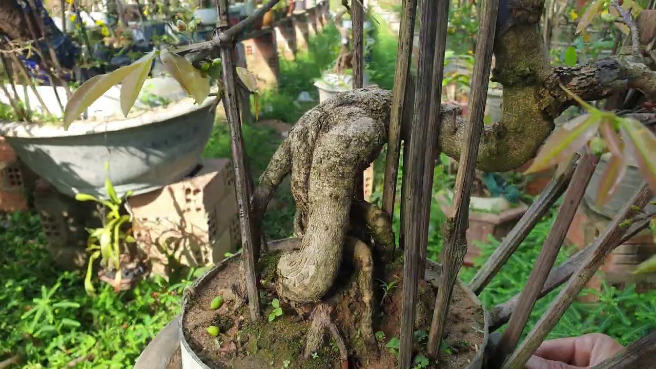 Gl mai bonsai chân dài cúc 4 long (đã bán)