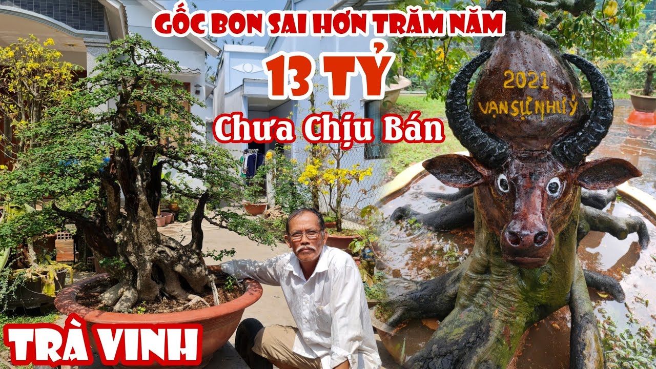 Gốc Bonsai giá 13 Tỷ bất ngờ xuất hiện ở Trà Vinh 0888282567