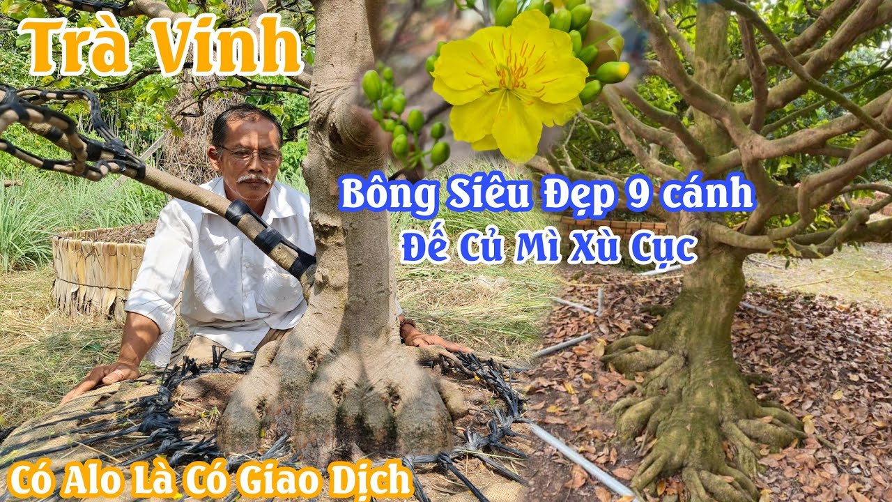 Gốc mai XÙ NU bông 9 cánh củ đế đặc sệt của chú Dự Trà Vinh 0888282567